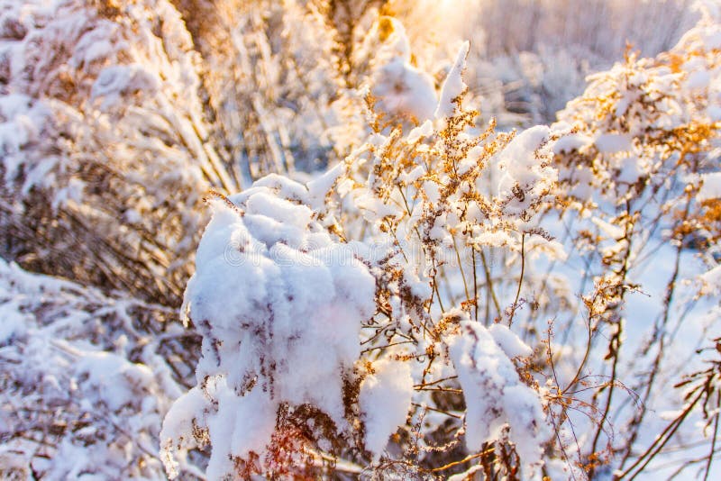 Melting snow on dried twigs close-up. Season concept. Spring starts royalty free stock photography Melting snow on dried twigs close-up. Season concept. Spring starts royalty free stock photography