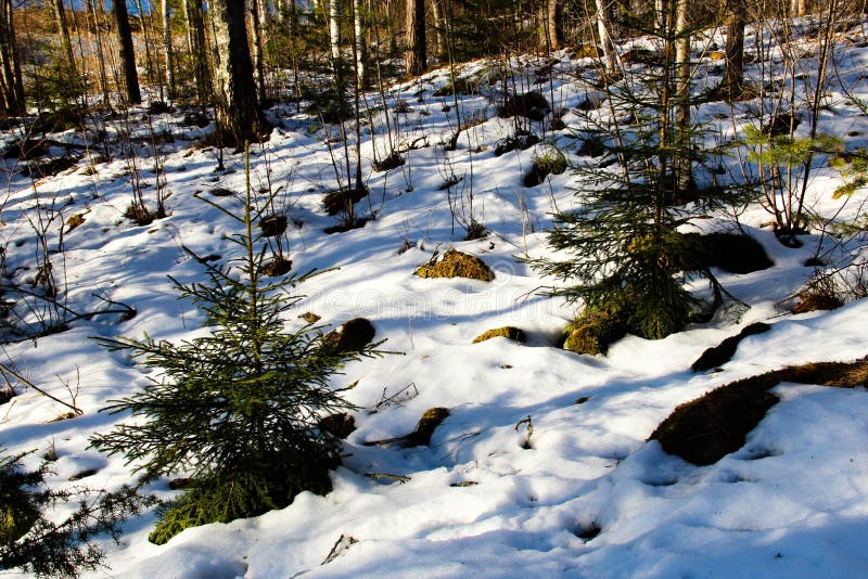 Melting Snow In A Forest In Late Winter Stock Photo Image 50743640