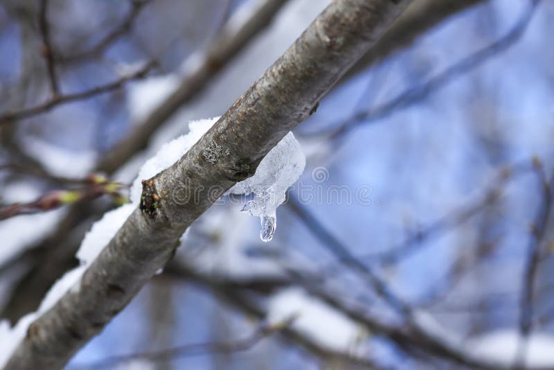 Melting Snow on Forest Tree Branches in Sunny Winter Day Stock Image
