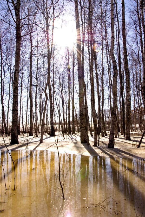 Melting snow ice and birch tree trunk sunlight