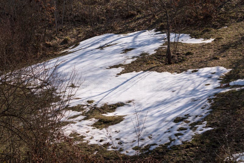 Melting Snow in a Mountain Forest Stock Photo Image of sunny