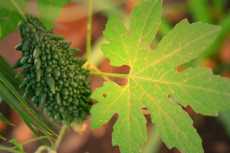 Melão Amargo ou Trigo Amargo com a sua Planta Cultivada em Farm - Momordica Charantia - Vegetal Verde Orgânico - Nutrição Saud imagem de stock Melão Amargo ou Trigo Amargo com a sua Planta Cultivada em Farm - Momordica Charantia - Vegetal Verde Orgânico - Nutrição Saud imagem de stock