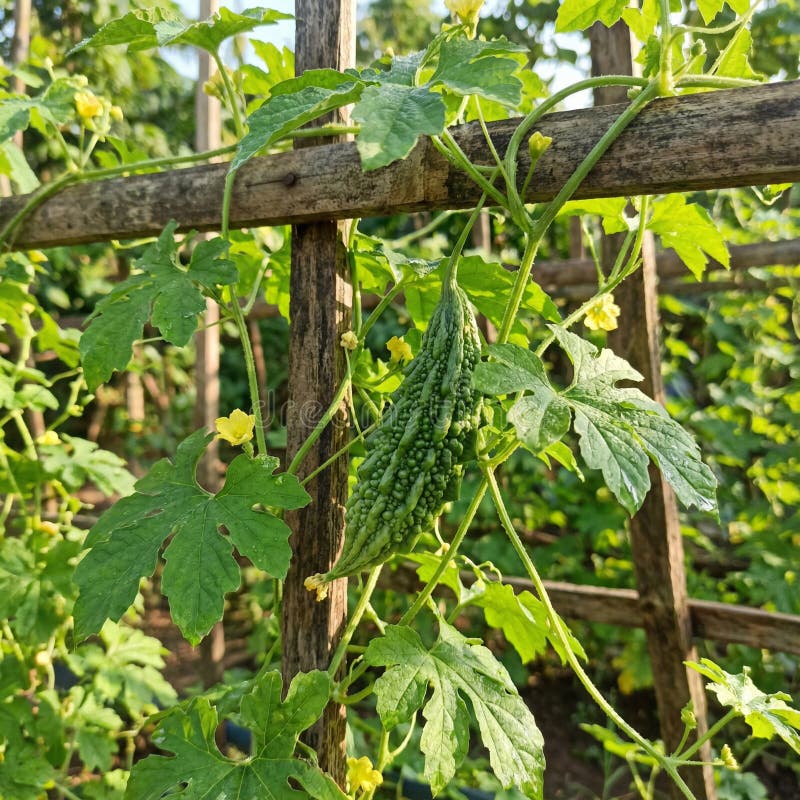 Melão Amargo Verde Pendurado na Treliça imagem de stock royalty free