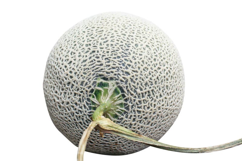 Melón aislado, redes verdes de la roca del melón aisladas en el fondo blanco imagen de archivo libre de regalías Melón aislado, redes verdes de la roca del melón aisladas en el fondo blanco imagen de archivo libre de regalías