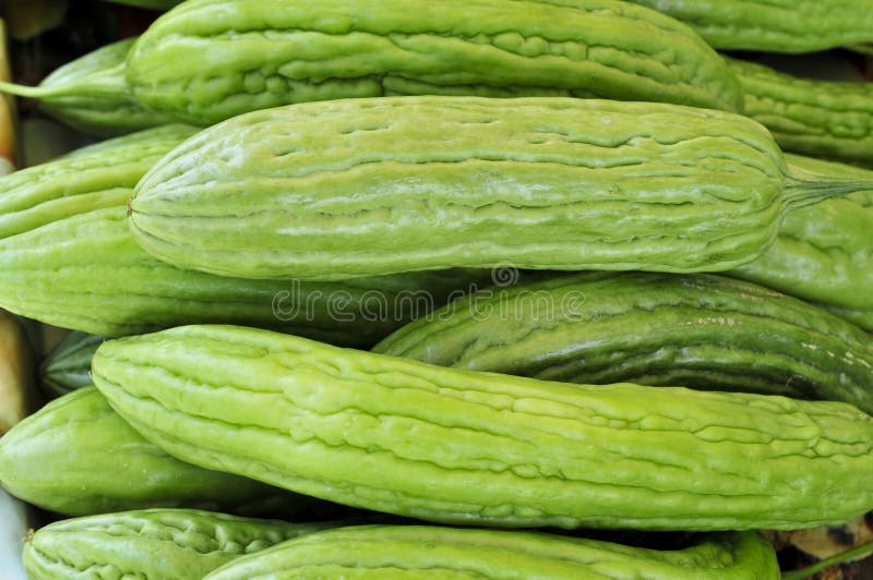 Planta Melón O Del Charantia Amargo Chino Del Momordica En Jardín Foto