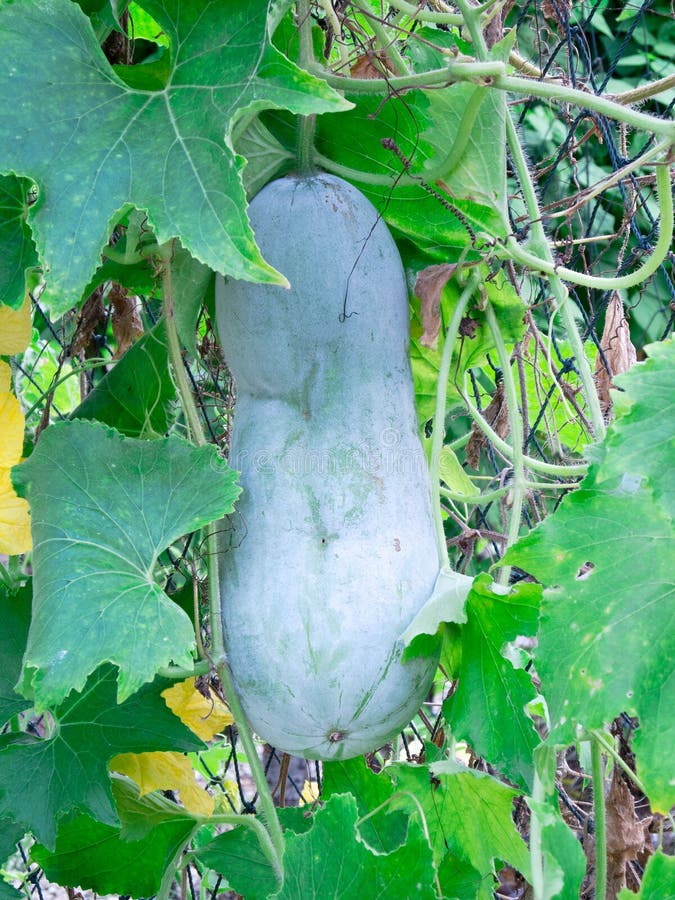 Melón de invierno orgánico foto de archivo libre de regalías Melón de invierno orgánico foto de archivo libre de regalías