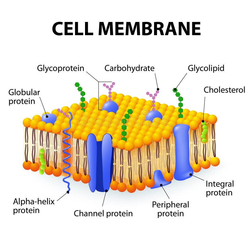 Membrana cellulare royalty illustrazione gratis Membrana cellulare royalty illustrazione gratis