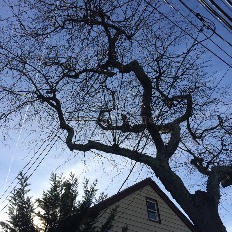 Membros de árvore no céu azul com fios telefônicos