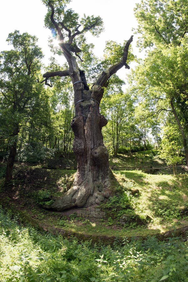 Memorable Oak Tree stock photo. Image of beams, famous - 57851234