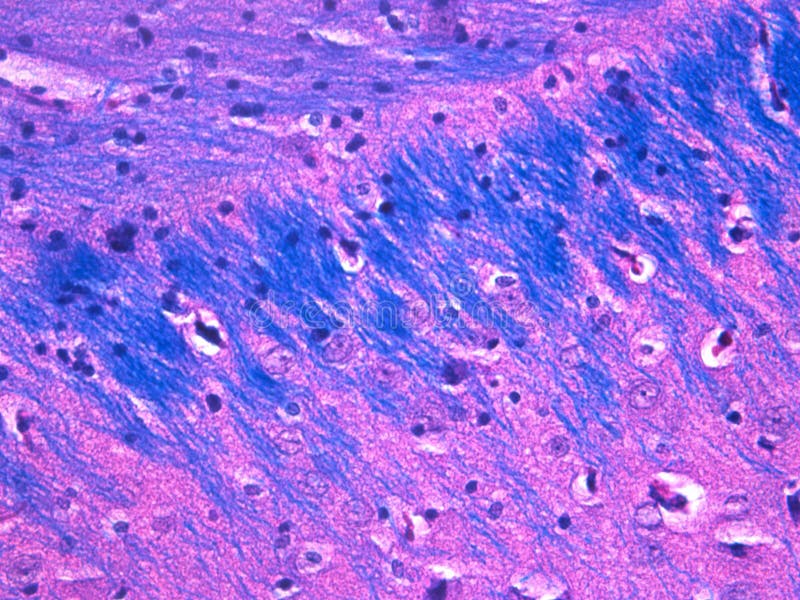 Histology of the brain and its memories stock photos