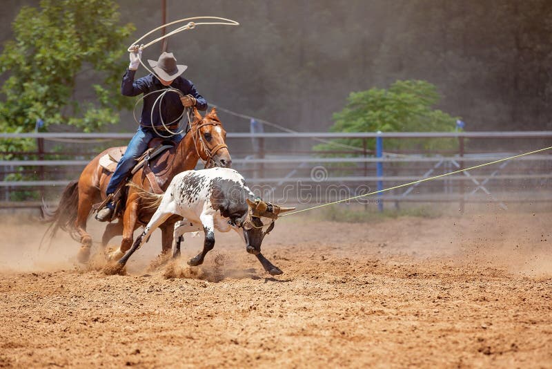 Calf Roping Competition at an Australian Rodeo Stock Image Image of Calf Roping Competition at an Australian Rodeo Stock Image Image of