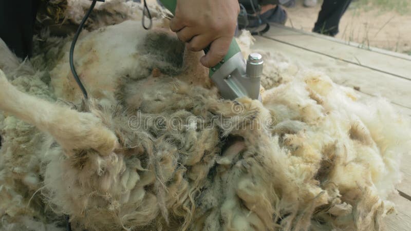 mac emulator sheep shave mac emulator sheep shave
