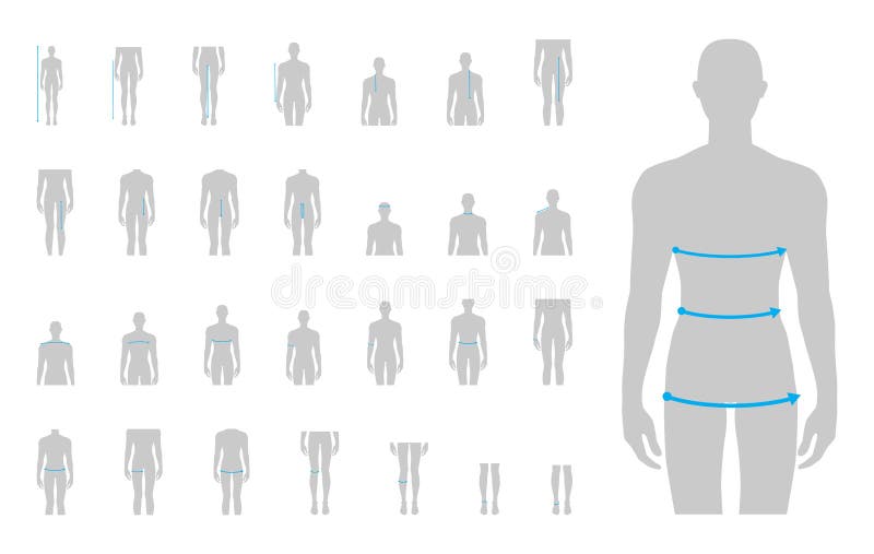 Vetor do Stock: Woman body measurement chart. Scheme for