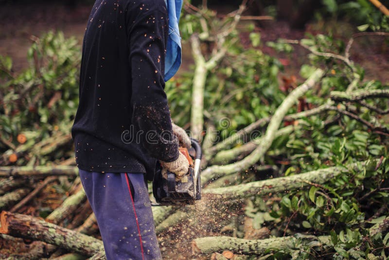 Man Saws Off Branches, Forming a Crown of the Tree, at Their Summer