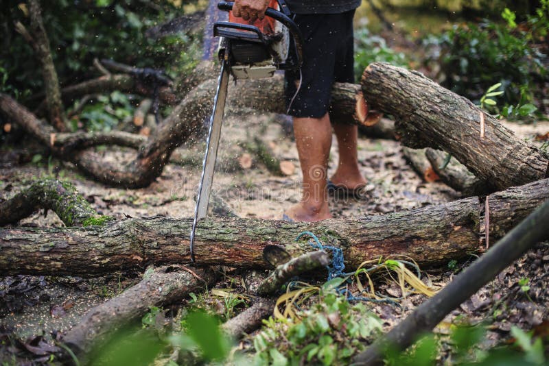 Men Use Saws To Cut Branches Stock Image Image of equipment, tree