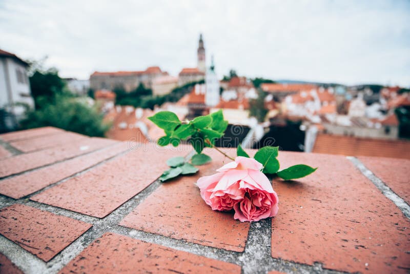 Menchii róża na czerwonej cegle z blured Cesky krumlov kasztelem zdjęcia royalty free Menchii róża na czerwonej cegle z blured Cesky krumlov kasztelem zdjęcia royalty free