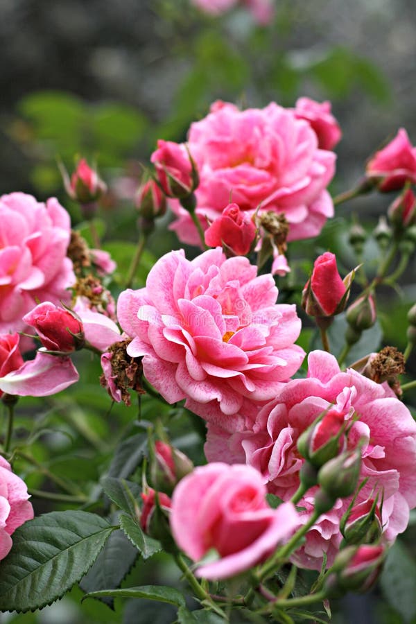 Pink rose on the Branch in the Garden. Pink rose on the Branch in the Garden