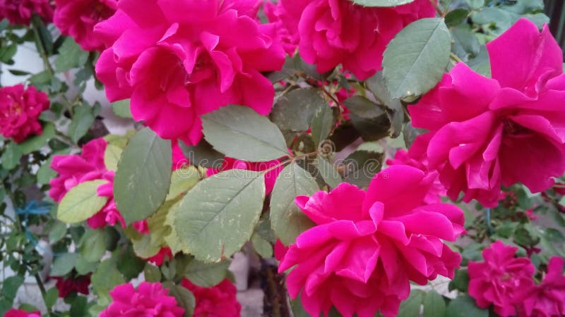 Menchii r??y rosebush obrazy royalty free Menchii r??y rosebush obrazy royalty free
