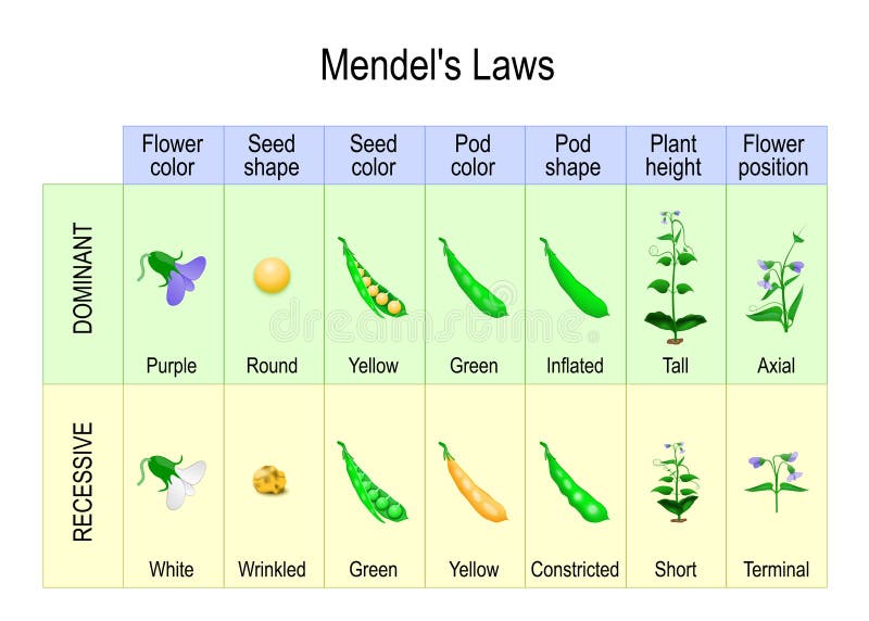 Mendel’s Experiment. biological inheritance