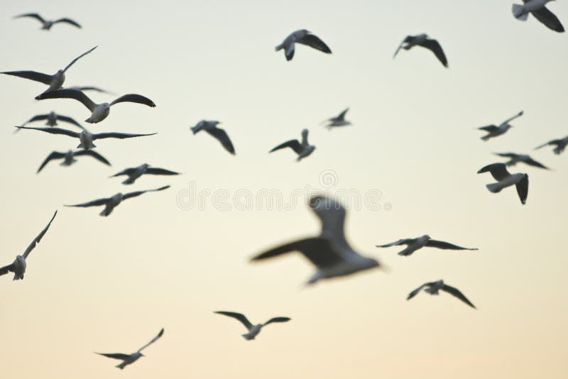 Menge der Flugwesenseemöwen an der Dämmerung stockbild Menge der Flugwesenseemöwen an der Dämmerung stockbild