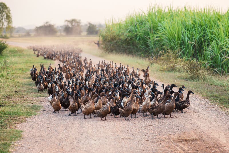 Menge Von Enten Mit Dem Landwirt, Der Auf Schotterweg In