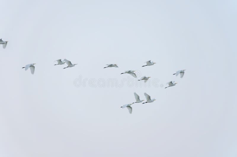 Menge von den weißen Vögeln, die in grauen Himmel fliegen stockbild Menge von den weißen Vögeln, die in grauen Himmel fliegen stockbild