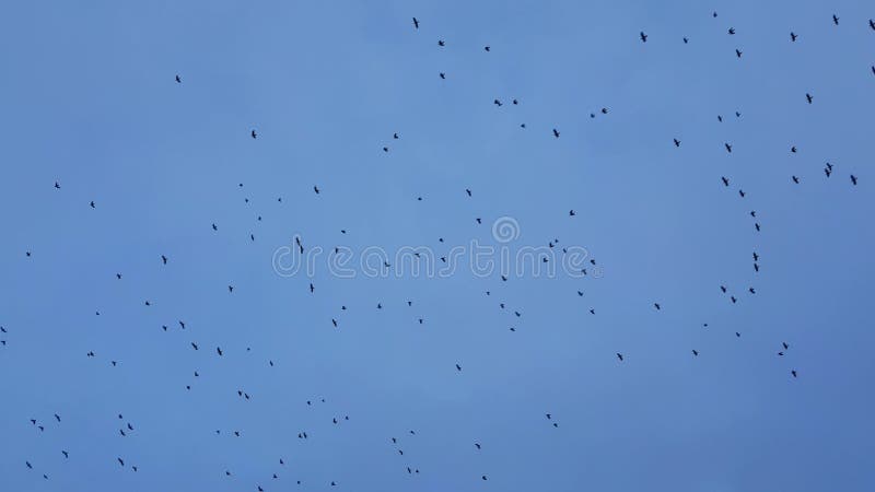 Menge von Krähen silhouettieren das Fliegen über klaren Himmel