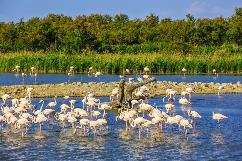 Menge von rosa Flamingos in Nationalpark Camargue lizenzfreies stockfoto Menge von rosa Flamingos in Nationalpark Camargue lizenzfreies stockfoto