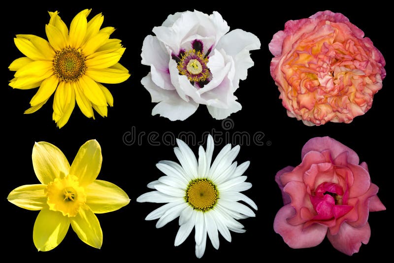 Mengelingscollage van bloemen: de witte pioen, rood en nam rozen, gele decoratieve die zonnebloem, margrietbloem toe, daglelies o stock afbeelding Mengelingscollage van bloemen: de witte pioen, rood en nam rozen, gele decoratieve die zonnebloem, margrietbloem toe, daglelies o stock afbeelding