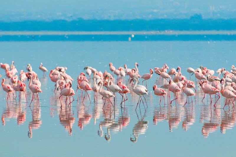 Mengen des Flamingos