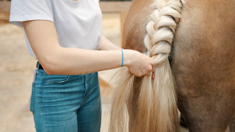 Loura-corda De Um Belo Cavalo Palomino Para a Competição De