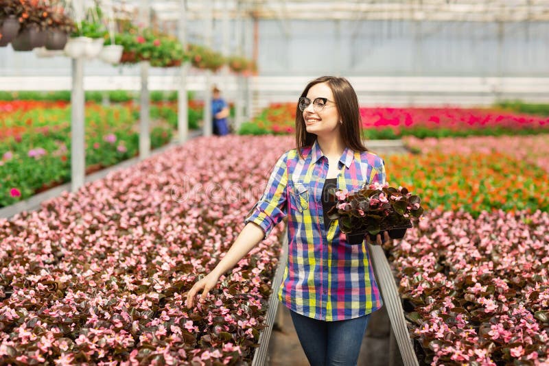 Menina de sorriso bonita nos vidros, trabalhador com as flores na estufa A menina guarda flores das begônias imagem de stock Menina de sorriso bonita nos vidros, trabalhador com as flores na estufa A menina guarda flores das begônias imagem de stock