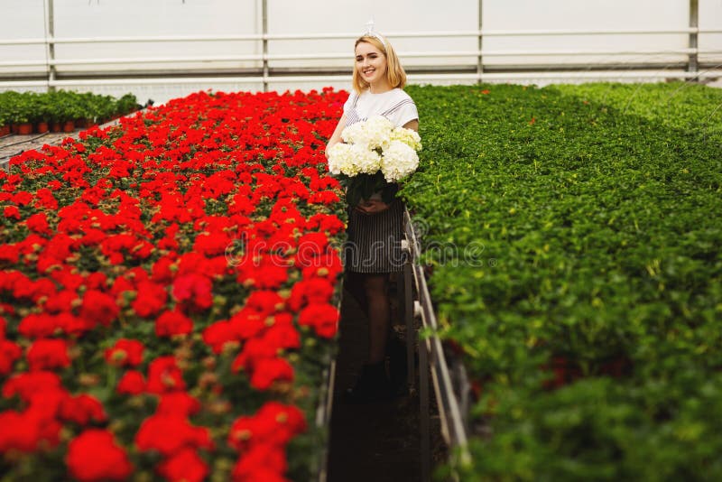 Menina de sorriso nova bonita no vestido, trabalhador com as flores na estufa A menina guarda as flores brancas fotografia de stock Menina de sorriso nova bonita no vestido, trabalhador com as flores na estufa A menina guarda as flores brancas fotografia de stock