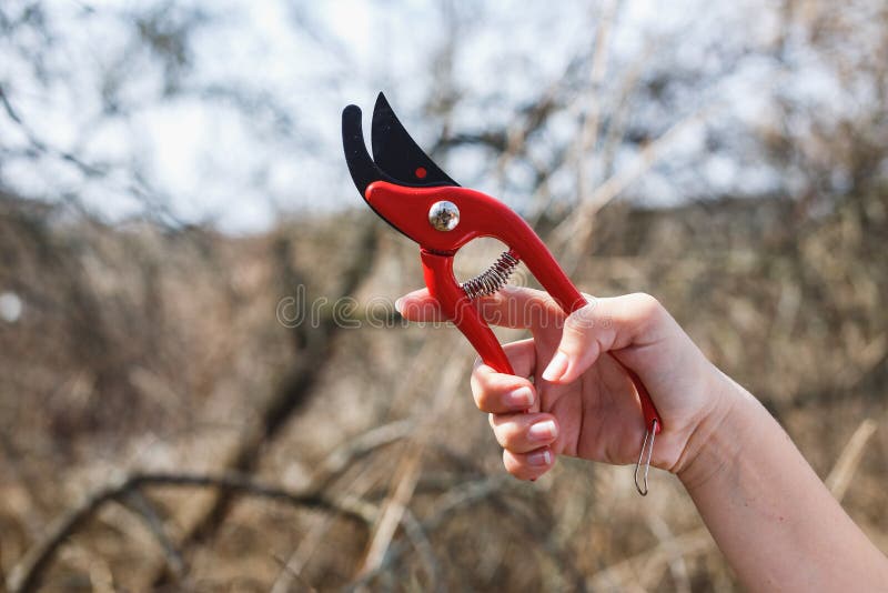 A menina está guardando uma tesoura de podar manual vermelha no jardim fotos de stock A menina está guardando uma tesoura de podar manual vermelha no jardim fotos de stock