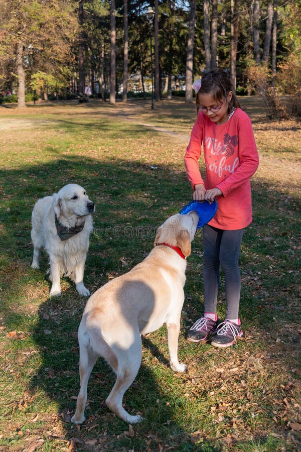 A menina está jogando com um golden retriever e um frisbee dos cães no parque fotos de stock A menina está jogando com um golden retriever e um frisbee dos cães no parque fotos de stock