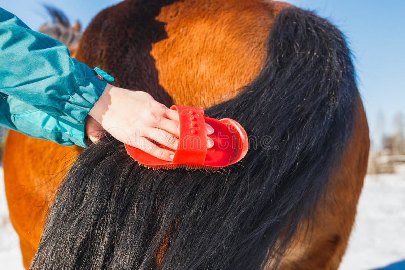 A menina está penteando uma cauda magnífica do cavalo fotografia de stock A menina está penteando uma cauda magnífica do cavalo fotografia de stock