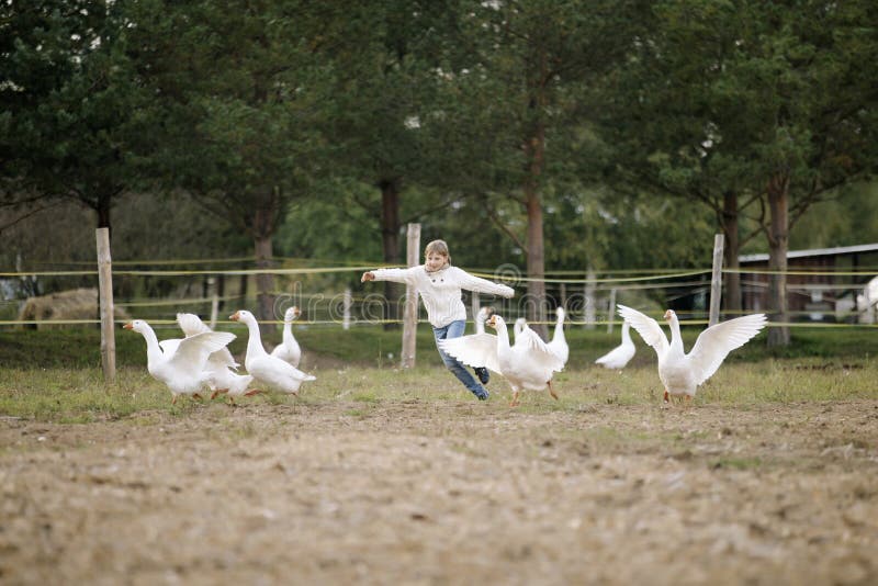 Menina feliz doce que corre após um rebanho dos gansos na exploração agrícola seus braços ao lado e ao sorriso Retrato do estilo foto de stock Menina feliz doce que corre após um rebanho dos gansos na exploração agrícola seus braços ao lado e ao sorriso Retrato do estilo foto de stock