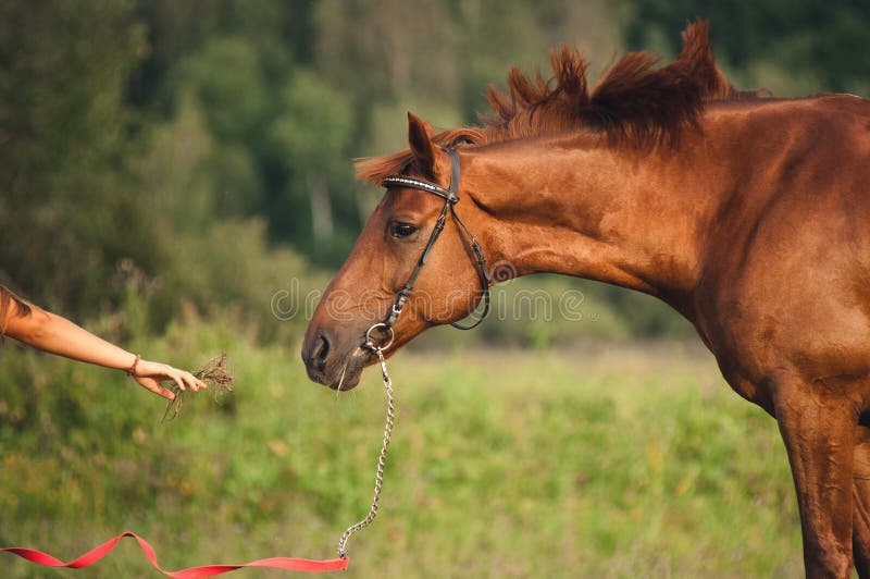 Foto de Cavalo De Frente Jóquei Menina Bonita Por Suas Rédeas Em Todo País  Em Equipamento Profissional e mais fotos de stock de Alazão - Cor de Cavalo  - iStock