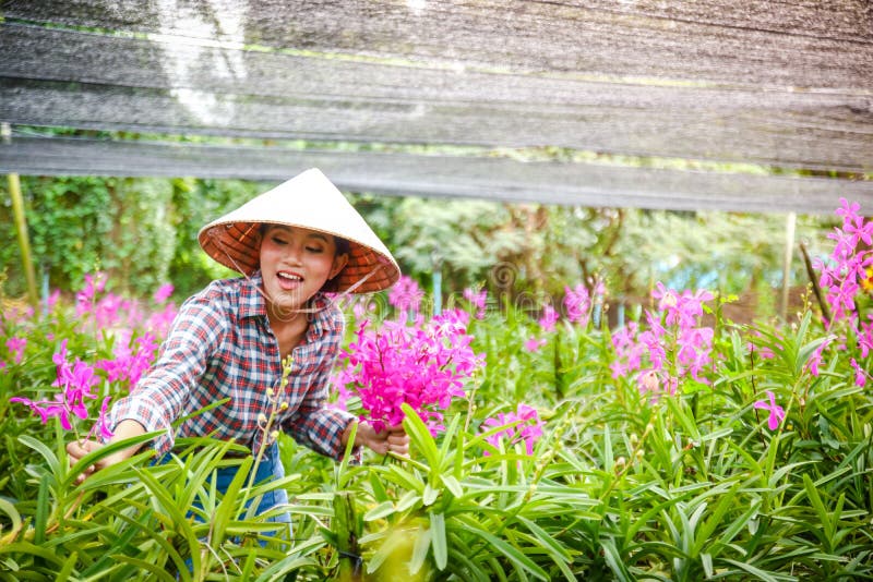 Menina vietnamiana que faz o cultivo da flor da orquídea fotos de stock Menina vietnamiana que faz o cultivo da flor da orquídea fotos de stock