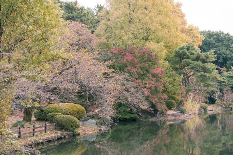 Mening van een meer en bomen tijdens de herfst in de Nationale Tuin van Shinjuku Gyoen, Tokyo, Japan stock foto's Mening van een meer en bomen tijdens de herfst in de Nationale Tuin van Shinjuku Gyoen, Tokyo, Japan stock foto's