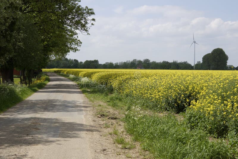 Mening van een mooi gebied van heldere gele canola stock foto Mening van een mooi gebied van heldere gele canola stock foto