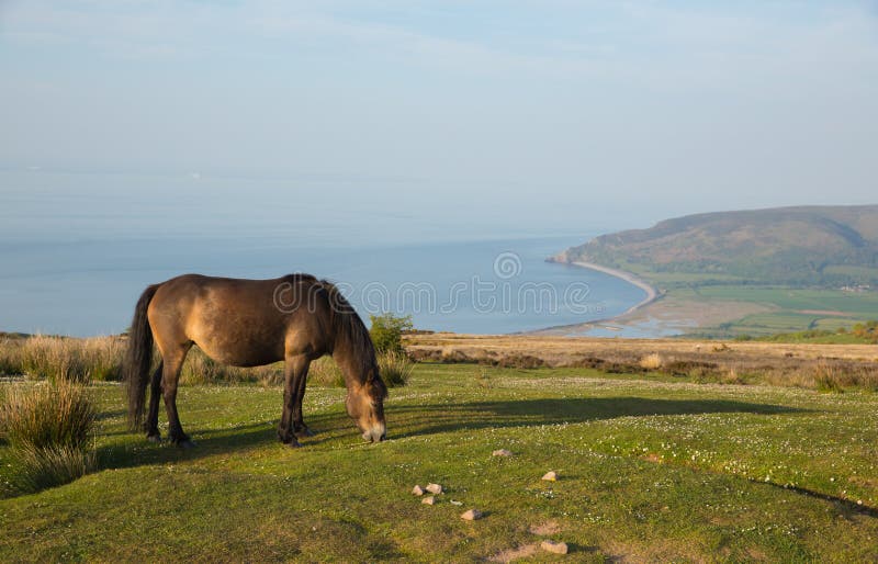 Mening van het Exmoor de nationale park met poney aan de kust van Porlock Somerset op een de zomeravond royalty-vrije stock foto Mening van het Exmoor de nationale park met poney aan de kust van Porlock Somerset op een de zomeravond royalty-vrije stock foto
