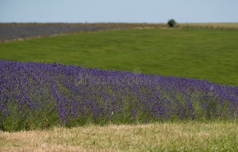 Mening van lavendelgebieden op een bloemlandbouwbedrijf in Cotswolds, Worcestershire het UK royalty-vrije stock fotografie Mening van lavendelgebieden op een bloemlandbouwbedrijf in Cotswolds, Worcestershire het UK royalty-vrije stock fotografie
