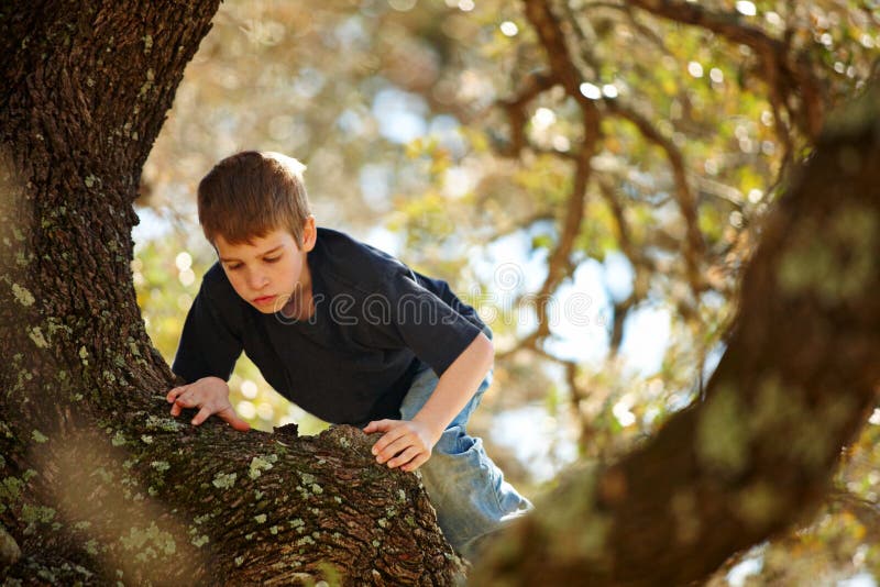 Menino que escala uma árvore grande