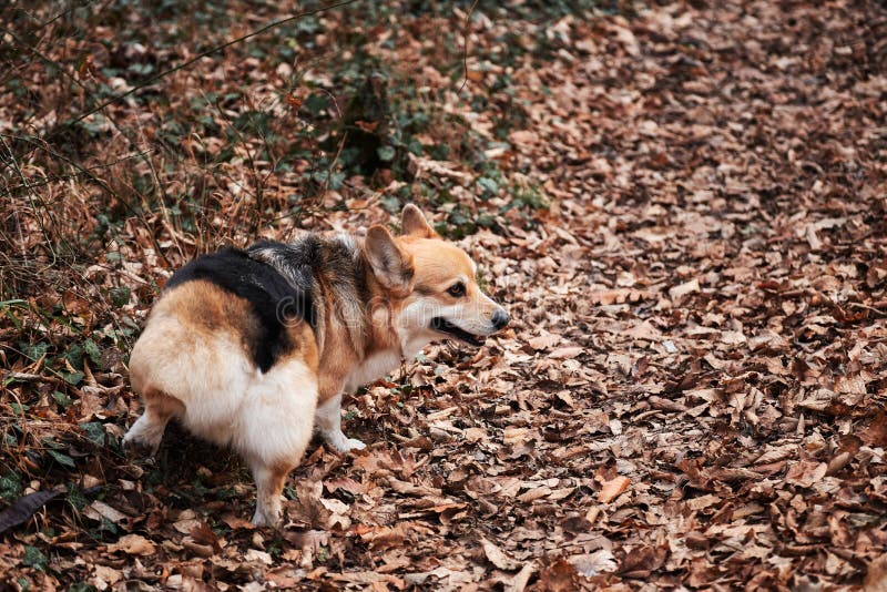 Raça de cão pastor inglês é a menor do mundo