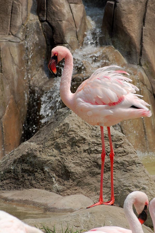 Menor de Lesser Flamingo - de Phoeniconaias imágenes de archivo libres de regalías Menor de Lesser Flamingo - de Phoeniconaias imágenes de archivo libres de regalías