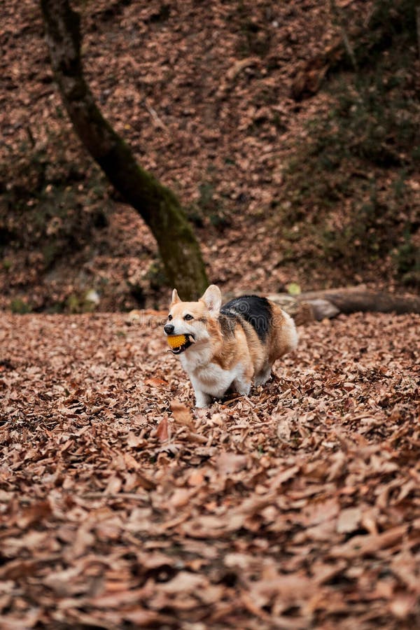 O Pastor Inglês é O Mais Inteligente Do Mundo. Collie Da Fronteira Marrom  No Treinamento De Serviço De Pastoreio Fica Feliz Sob a Imagem de Stock -  Imagem de amizade, animais: 215435891