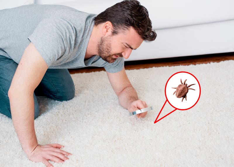 Mens die de mijten van het tapijtstof en insectenparasieten controleren stock foto Mens die de mijten van het tapijtstof en insectenparasieten controleren stock foto