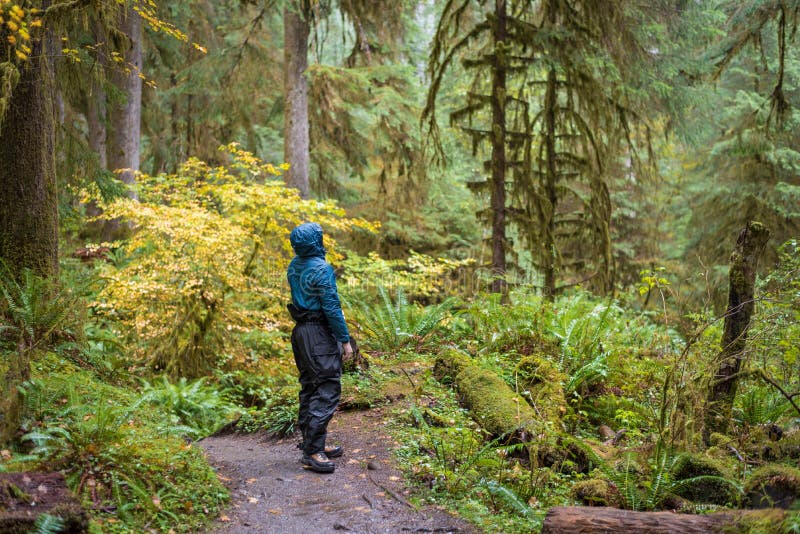 Mens die merkwaardig door Hoh Rainforest wandelen royalty-vrije stock foto's Mens die merkwaardig door Hoh Rainforest wandelen royalty-vrije stock foto's