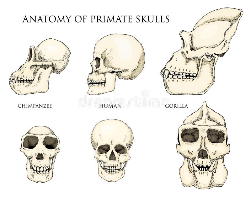 history of chimpanzee vs gorilla blood type history of chimpanzee vs gorilla blood type